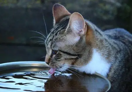 Red cat drinking from a water fountain