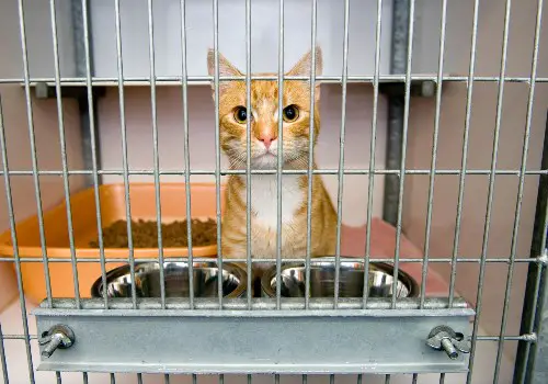 Red cat in the animal shelter