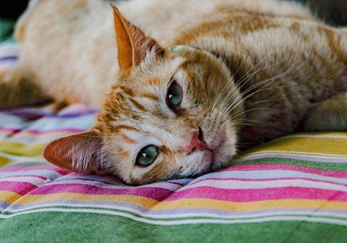 Red cat in a yellow bed