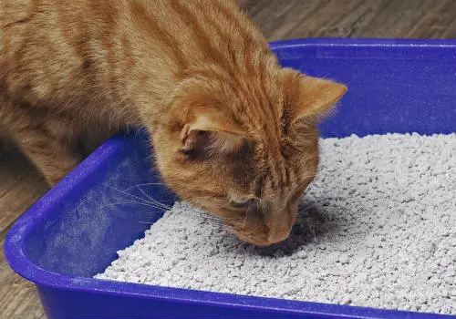 Red cat is eating his litter