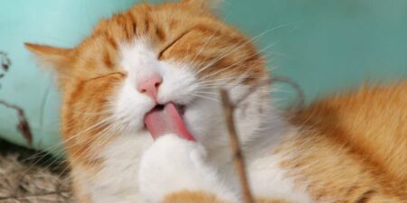 Red cat licking