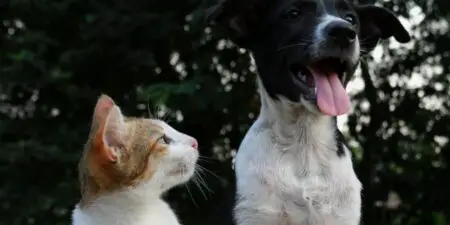 10 Irrefutable Reasons Cats Outshine Dogs in Every Way