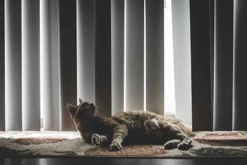 Urination Tribulations: How to Stop Cats From Peeing on Carpet