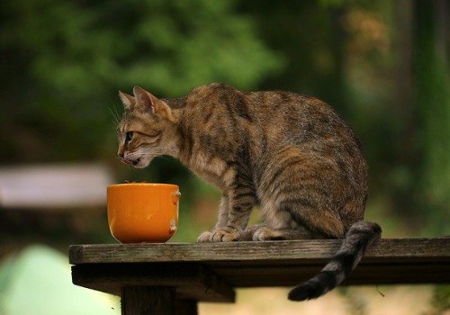 Red cat near the feed