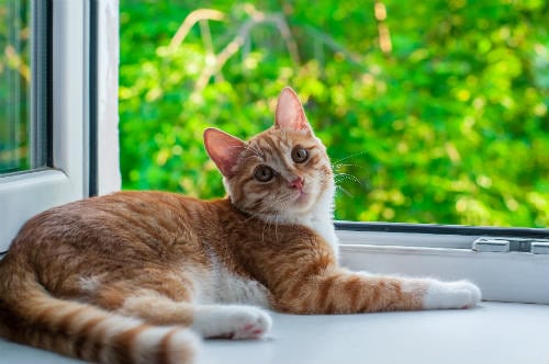 Red and white cat playing near a window