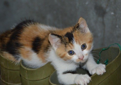 Reddish cat playing with a pair of shoes