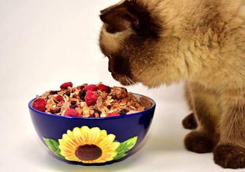 Red cat plays with the bowl