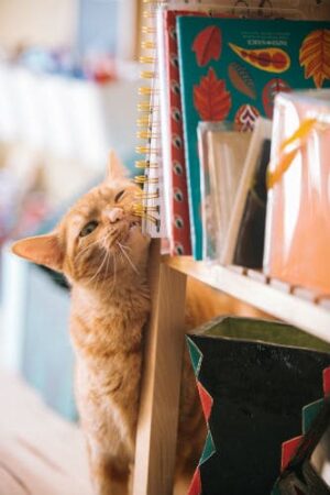 Red cat rubbing against a book shelf