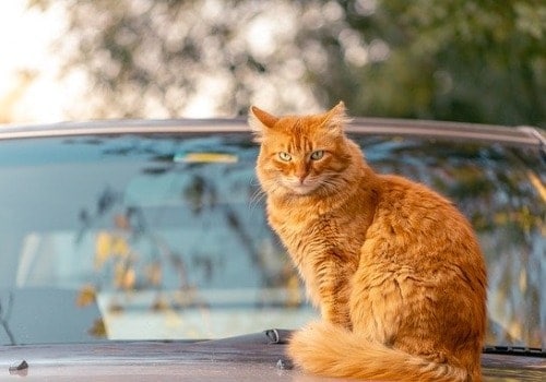 Red cat is sleeping on the car