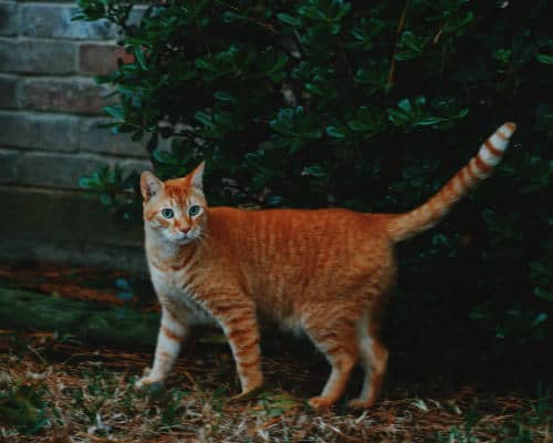 5 Not So Known Reasons Cats Have Tails Crazy Cat Checkup