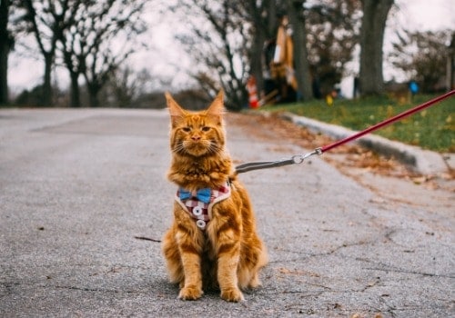 Red cat with the harness
