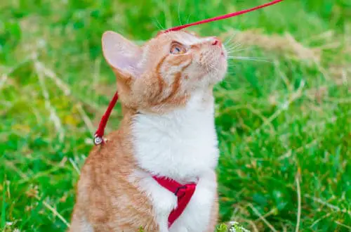 Red cat with red harness
