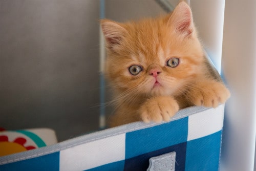Growing Up Fast: How Long Do Cats Stay “Kittens?”