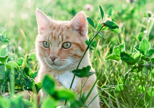 Red wildcat with green eyes