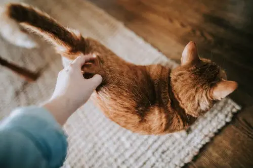 Rubbing a red cat's back