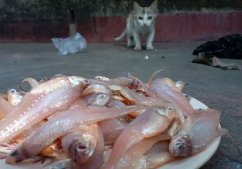 Too much sardines for cat