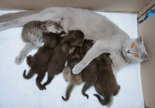 Scottish fold mother cat milk feeding her kittens