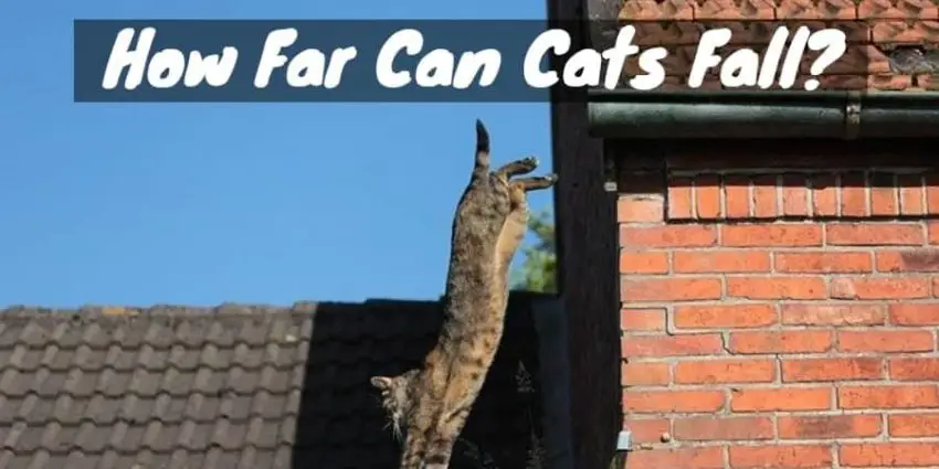 Scrappy cat jumping on a roof