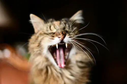 Scrappy cat yawning and showing teeth