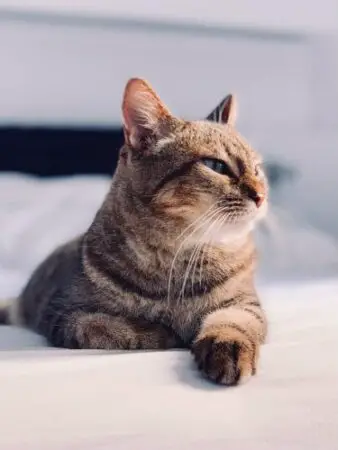 Cool short-haired cat laying on a bed