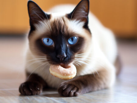 Siamese cat eating a treat