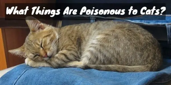 What Things Are Poisonous to Cats?
