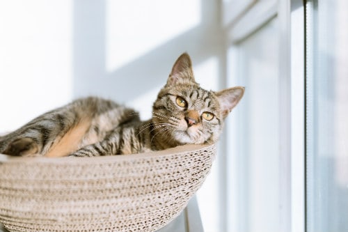 Silver tabby cat beside clear glass window