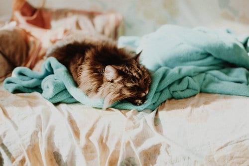 Cat asleep on a green blanket