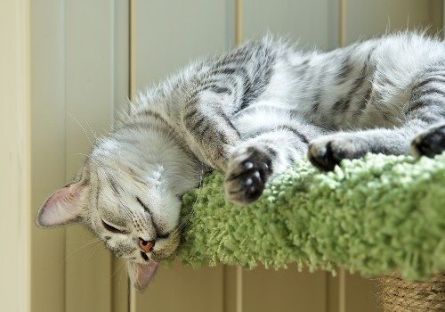 Sleeping cat on the perch