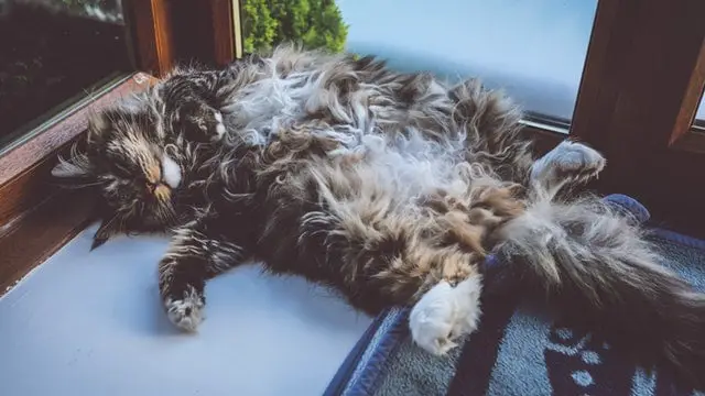 Curly-haired cat showing his belly while he sleeps on his back