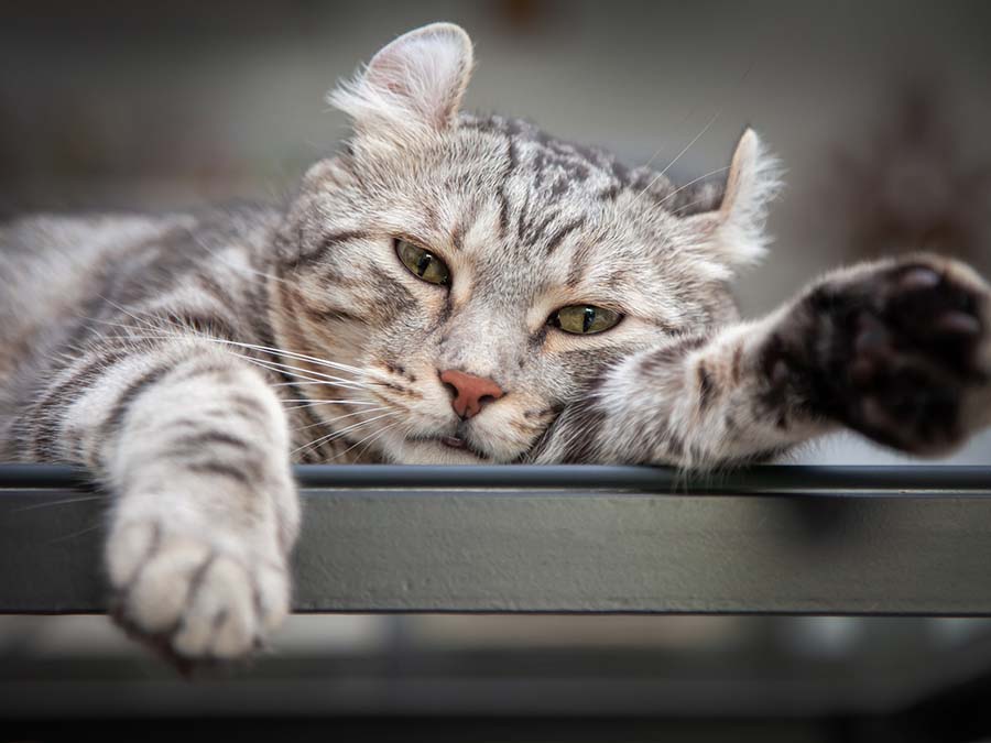 Sleepy American Curl Cat