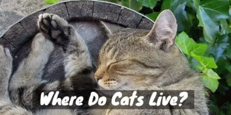 Global Purr-suits: Where Do Cats Live in the World?