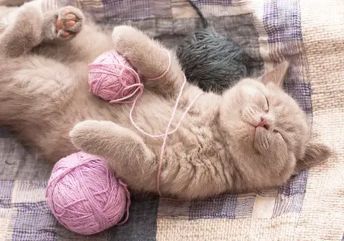 Sleepy kitty with ball of threads