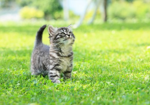 A small cute grey kitty