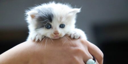 Small blue-eyed kitten being held by his owner
