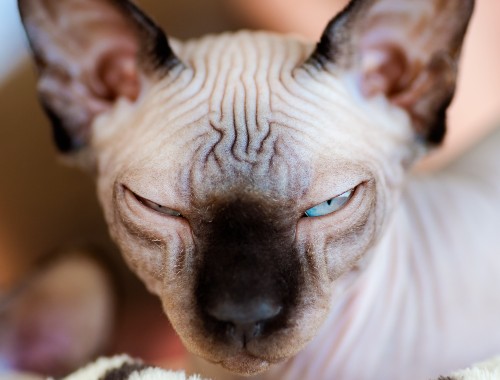 A smart hairless cat