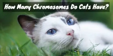 How Many Chromosomes Do Cats Have?