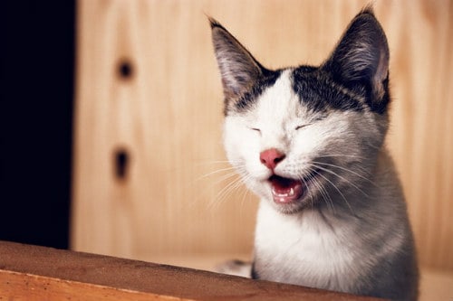 Cat with closed eyes appears to be smiling - is he daydreaming?