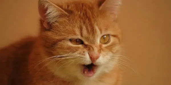 Sneezing red cat