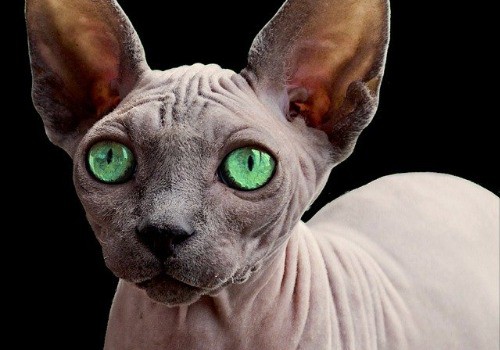 Sphynx cat