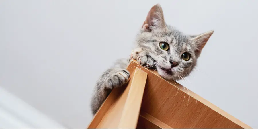How to stop cats from peeing on furniture