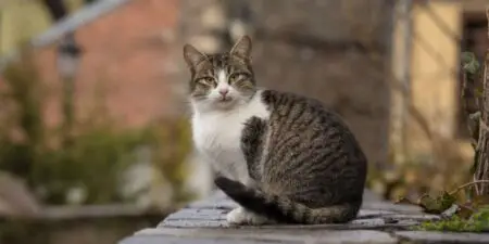 Striped cat sitting on a ledge