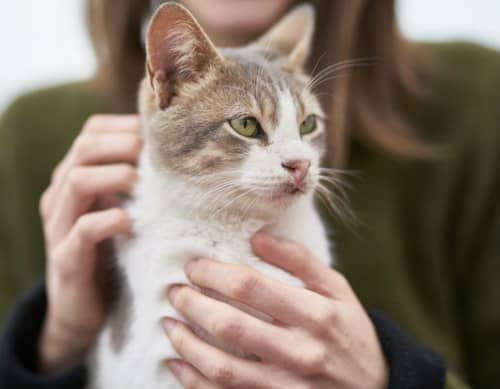 Playing Favorites Why Do Cats Get Attached To One Person Cat Checkup