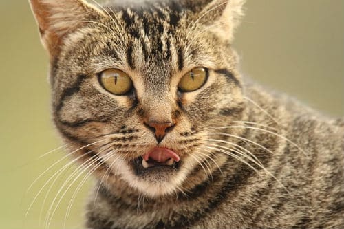 Tabby cats teeth