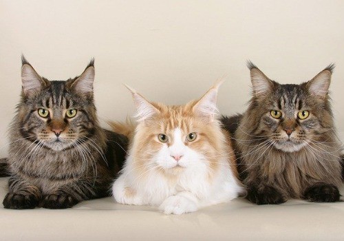 Three cats