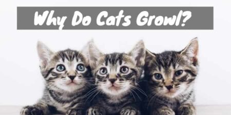 Cats growl: 3 cute kittens with bright green eyes looking at us