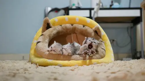 Three kittens in the yellow cats bed