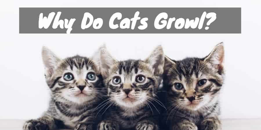 Why Do Cats Growl? The Reason for the Grrr and How to Respond