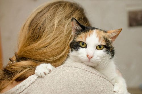 Ticklish cat