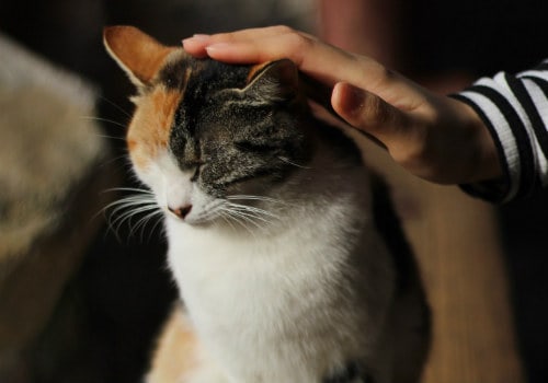 Ticklish head on a cat